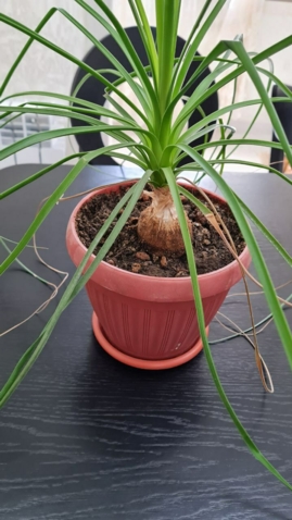 Слоновая нога (нолина)