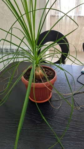 Слоновая нога (нолина)