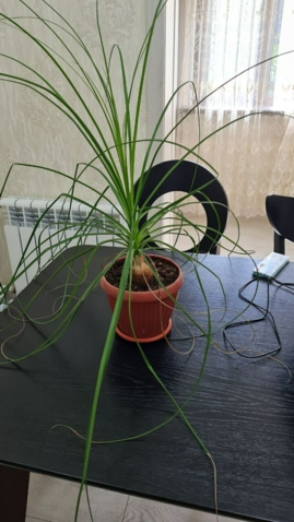 Слоновая нога (нолина)