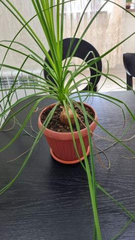 Слоновая нога (нолина)