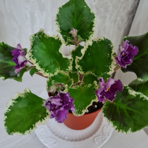 Продается взрослая розетка сортовой фиалки ЛЕ-ЗОЯ