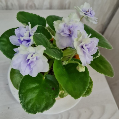 Фиалка - Newtown Gertrude Morabito