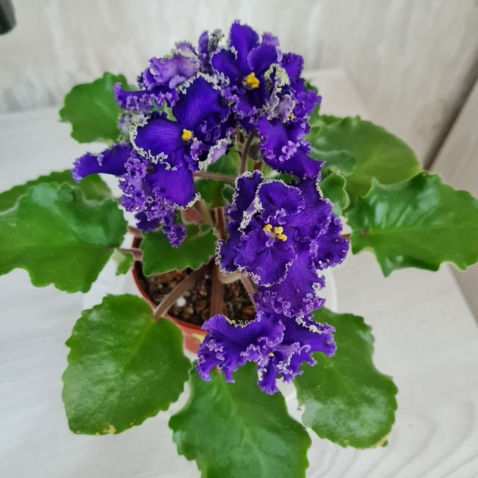 Продаю фиалку АВ-Ди Каприо