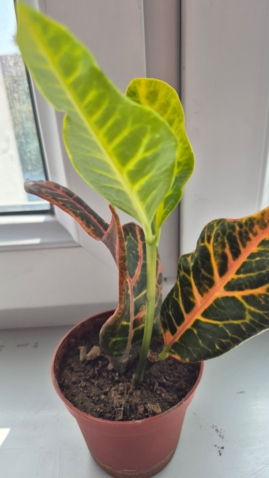 Расточек Кротона 