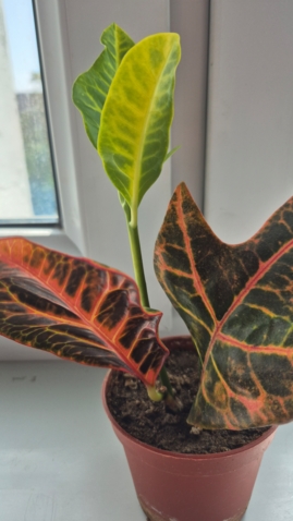 Расточек Кротона 