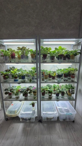 Продам свой бизнес по выращиванию фиалок