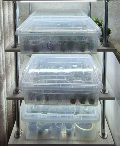 Продам свой бизнес по выращиванию фиалок