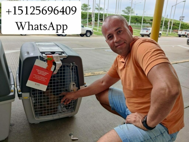 Перевозка животных в Америку и Европу