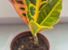 Расточек Кротона в горшочке