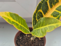 Расточек Кротона в горшочке