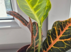 Расточек Кротона 