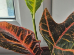 Расточек Кротона 