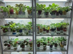 Продам свой бизнес по выращиванию фиалок