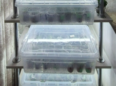 Продам свой бизнес по выращиванию фиалок