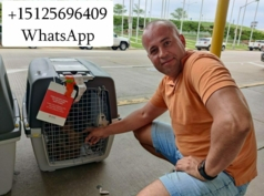 Перевозка животных в Америку и Европу